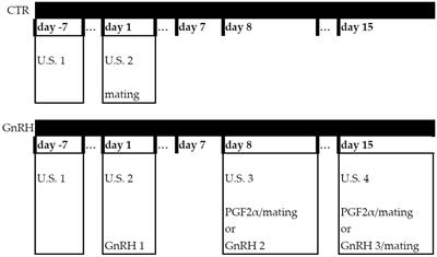 Application of the “echo-synch protocol” to advance pregnancy onset in ewe lambs at the first reproductive season